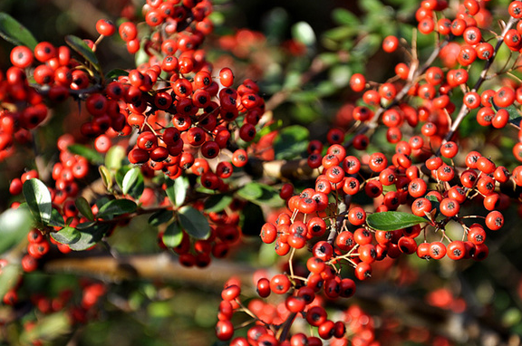 它就是很多人都不认识,但听过名字的"五味子",五味子顾名思义就是五种
