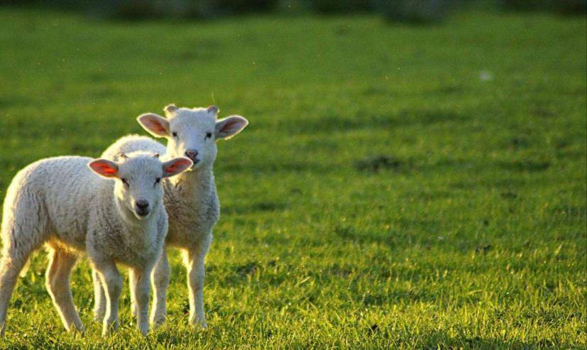 越战美军逼供越南女战俘,使用"媚药"残忍狠毒,听了腿