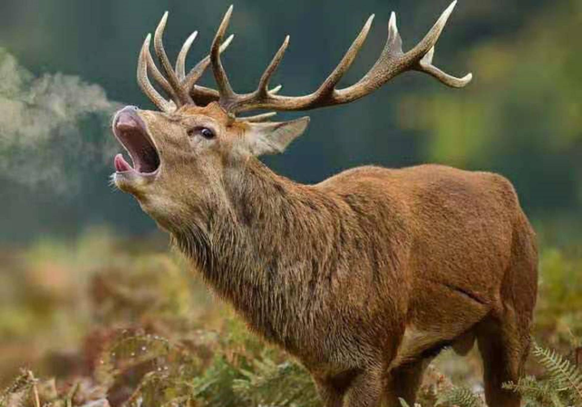 清代奇案:嫂子分娩,三兄弟争子,惩奸于法无据,御史奇