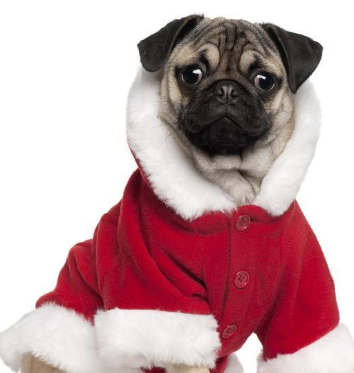 巴哥犬,原产于中国,参考价格3000-12000元,富有魅力而且高雅,14世纪