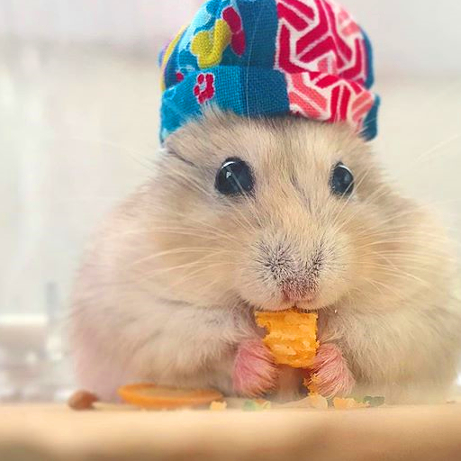 仓鼠太懒不愿洗澡,主人无奈只好亲手给它洗,鼠鼠满脸_