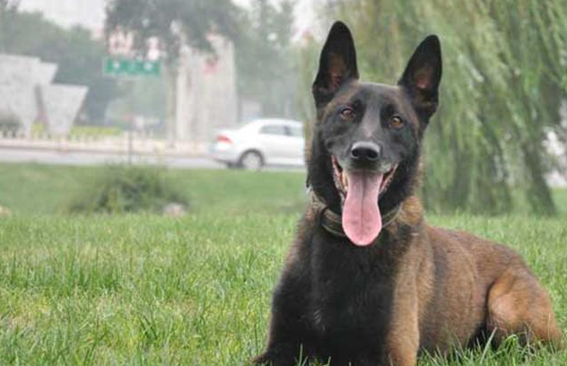 确认过眼神,你是养狗的人,宠主特质集合_马犬_主人