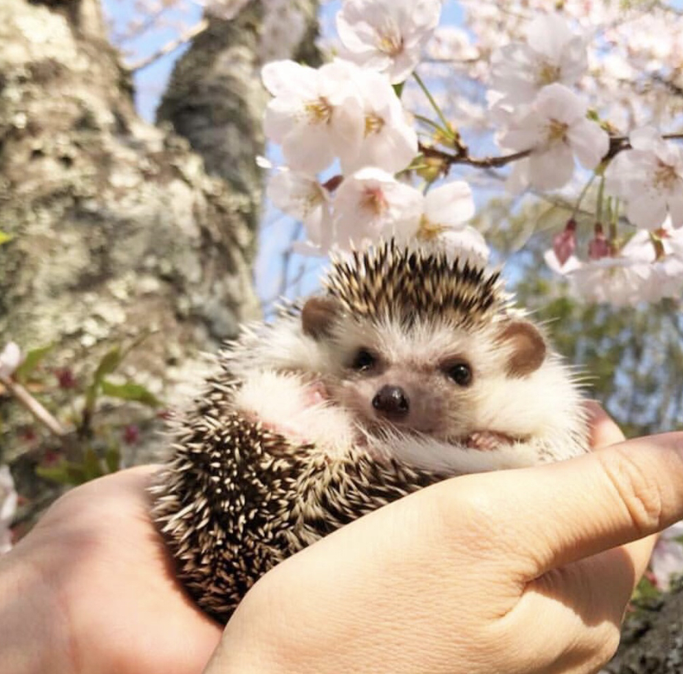 朋友养了一只小刺猬,把我惊呆了_生活_家养_什么