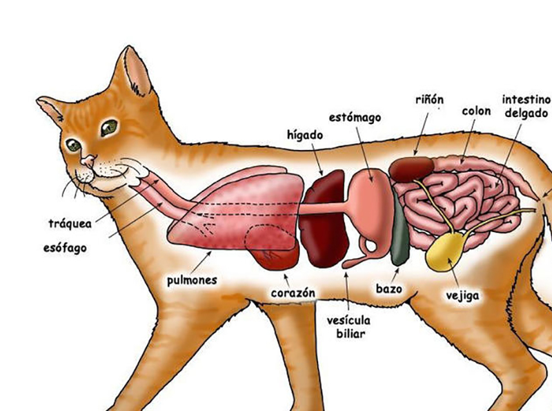 蛋白质_猫奴_简君