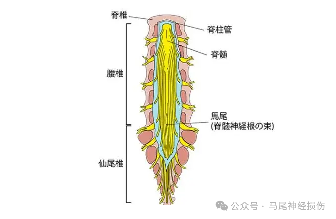 马尾神经是指在脊髓圆锥以下的腰骶神经根称为马尾神经