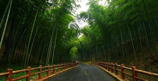 如果住在苏杭地区附近,又喜欢看竹子的话,来宜兴竹海是最好的选择