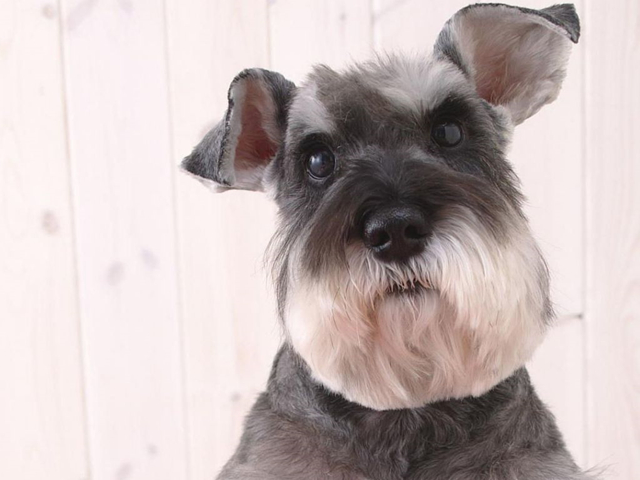 雪纳瑞食欲不振不用慌,饲主查出原因后,对症下药即可_