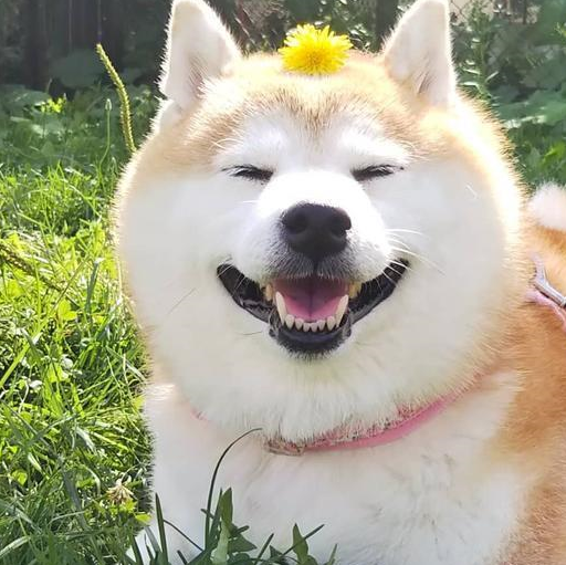 柴犬被恶搞穿丝袜,这骚气十足的屁股赢了_狗狗_主人