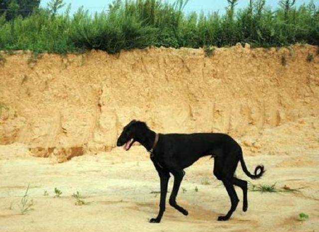 狂犬病在古代又被称为疯狗病,在公元前556年,《左传》上就有所记录