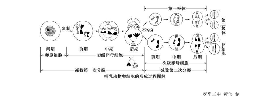 是通过减数分裂实现的(过程参考下图),经过两次减数分裂,将会形成3个