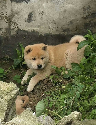 正宗的中华田园犬