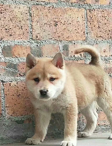 想想现在市面上纯种柴犬,在回过头来看看本土中华田园犬,差距甚大!