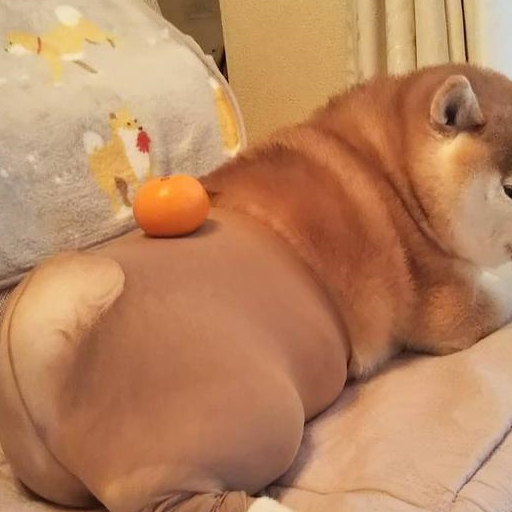 柴犬被恶搞穿丝袜,这骚气十足的屁股赢了_狗狗_主人_散热
