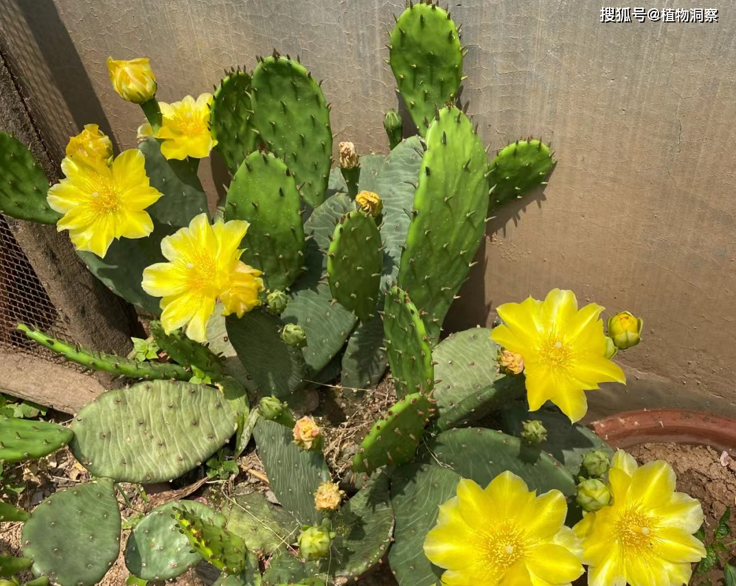 仙人掌,又称神仙掌,观音刺,有4大作用,价值极高,农民朋友要了解!