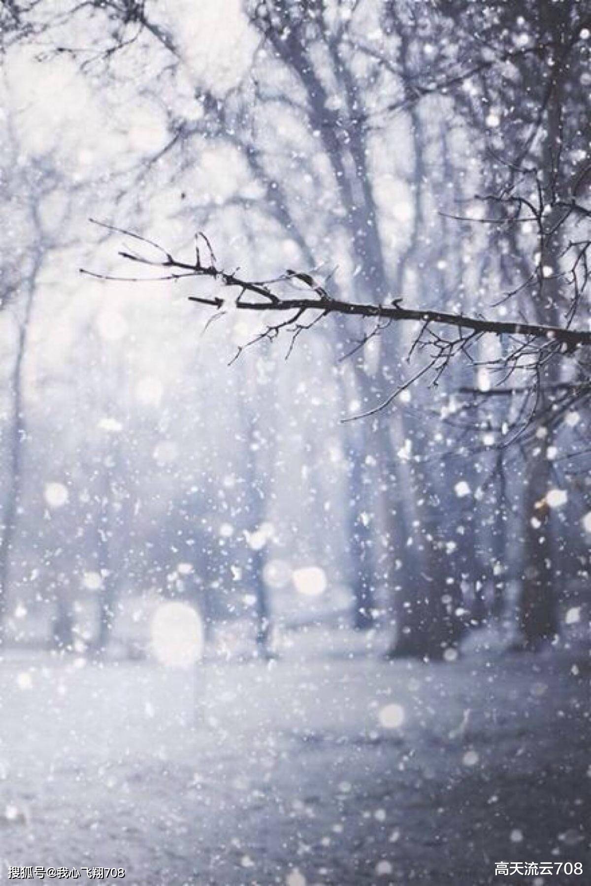 雪花世界里的宁静诗篇:一场梦幻般的冬日邂逅