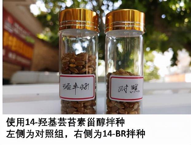 芸苔素硕丰481应用方法,搭配方法,别再说不会用天然素