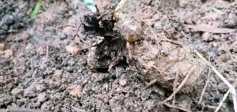 黄精出现死棵,该如何有效预防?_土壤_发病_管理