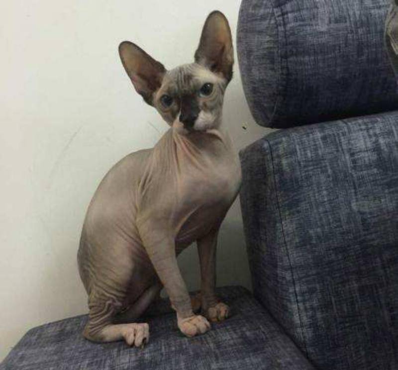 当年"无毛猫"售价几万都被哄抢,为什么如今几千块也没