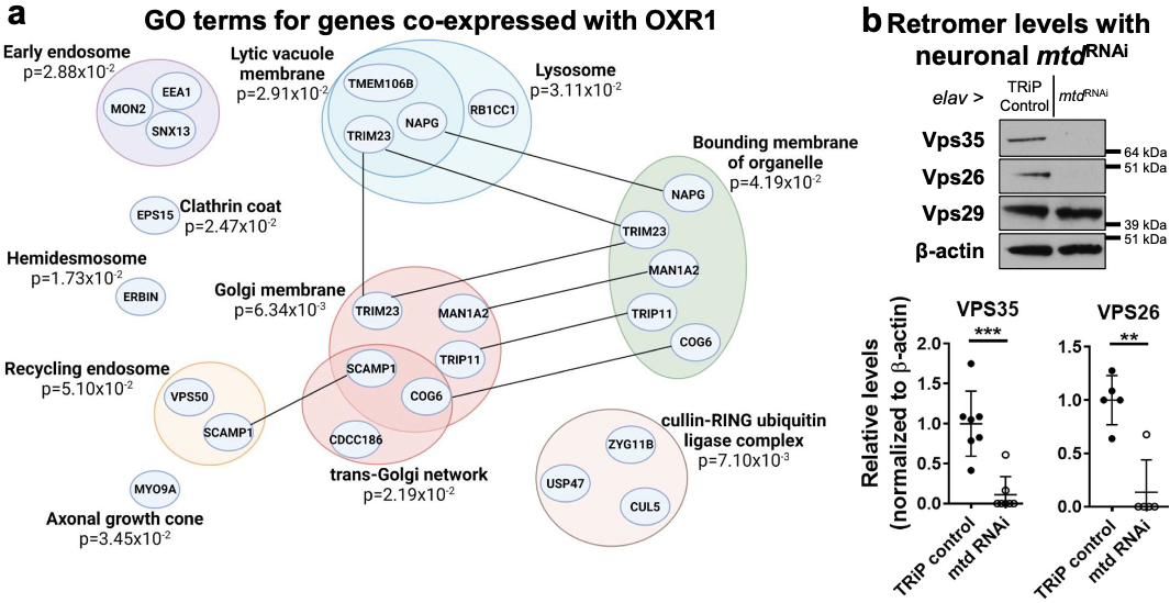 科学家揭示延缓大脑衰老的调节因子,证明限制饮食有益