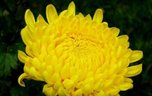 菊花王朝是日本的王朝,号称万世一系,虽然期间也经历过很多起伏,但是