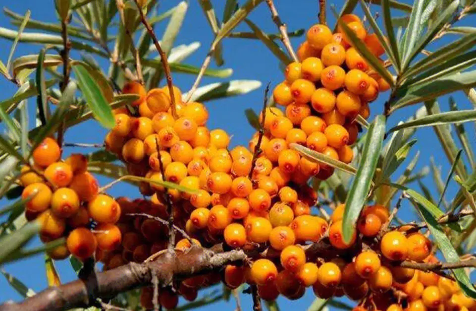 猕猴桃:维生素c的极佳来源,有助于提高抵抗力,促进伤口愈合.4. 苹果