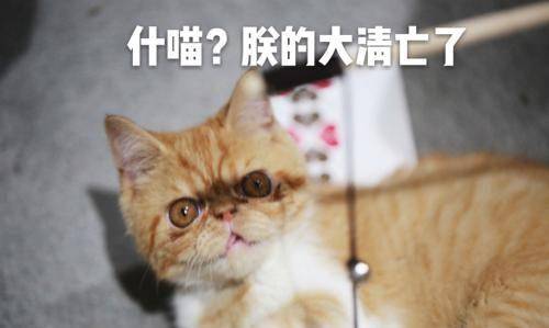 朕的大清真的药丸?