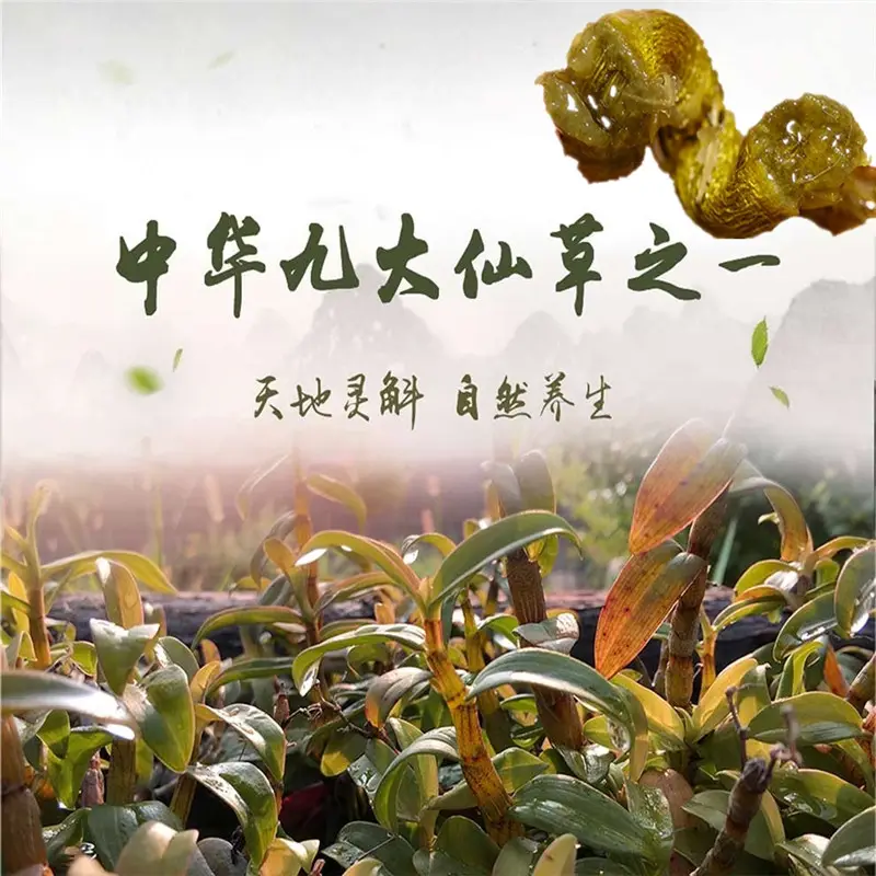 铁皮石斛品牌排名,一文了解当前最受欢迎铁皮石斛排名