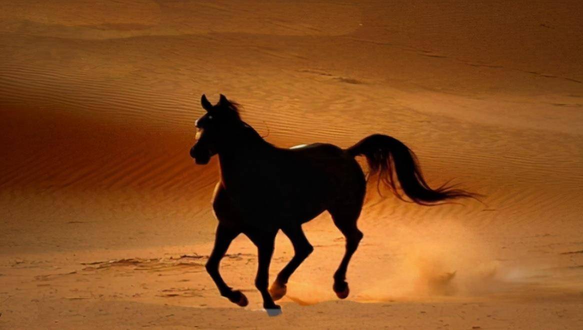 为何阿拉伯人的首选战马不是阿拉伯马?只因战场不是场