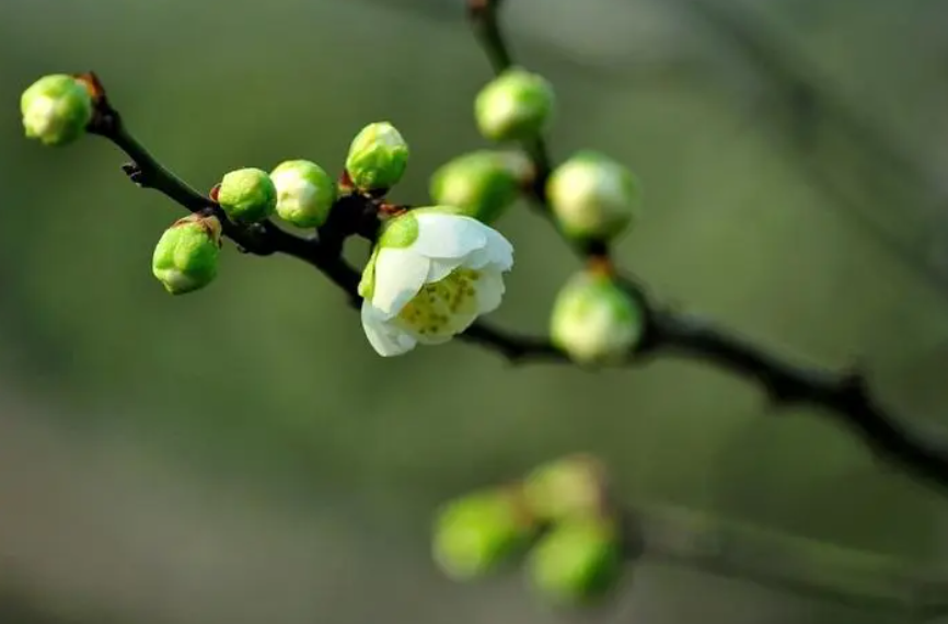 壁纸 花 桌面 866_570