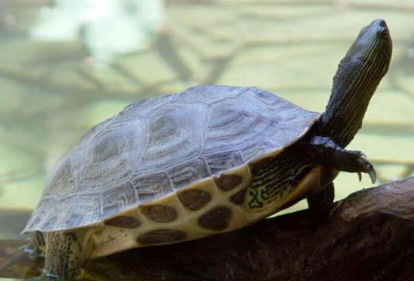 断板龟.克蛇龟,分类:爬行纲.