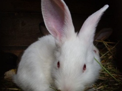 兔子摸胎法图片图片