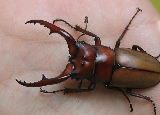 罗氏虫社锹甲知识分享 东南亚的大型两点赤锯锹_亚种_个体_mm