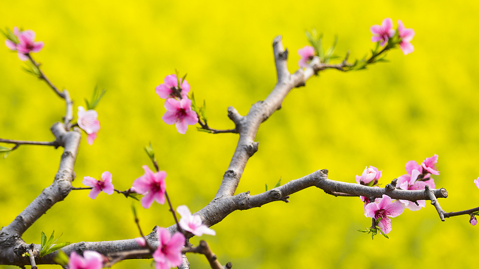 天蝎座辛丑年春天,结束了一段情,又热情投入下一段_天蝎女_什么_下家