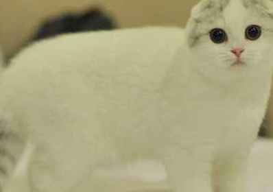 耳朵_猫咪_品种