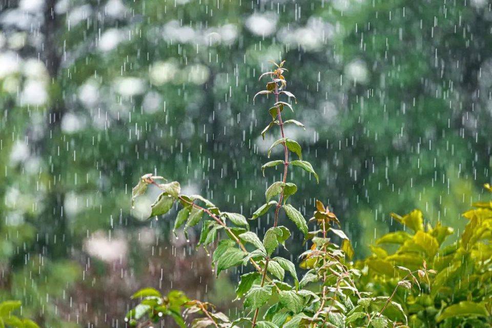 春雨的图片唯美 雨景图片