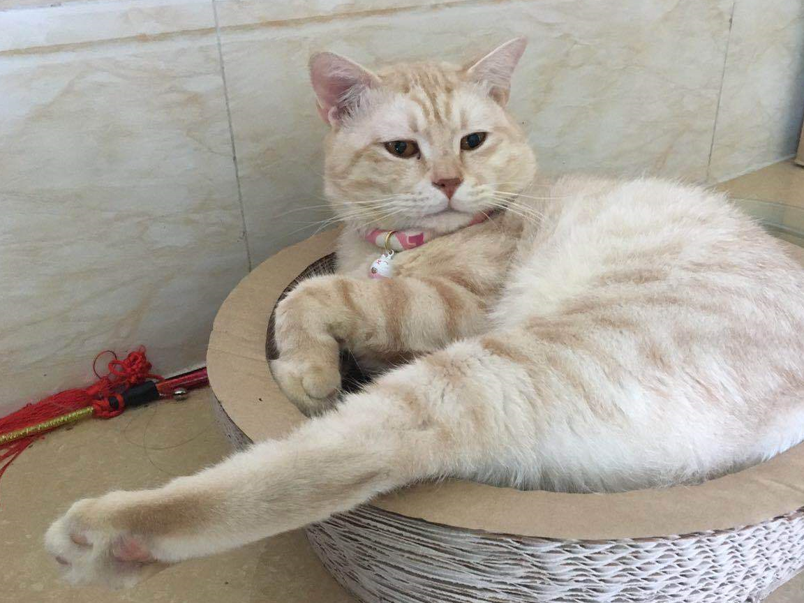 晒一晒你家的猫vs别人家的猫!为什么会这样?