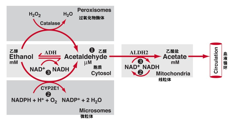 酒精代谢过程图图片