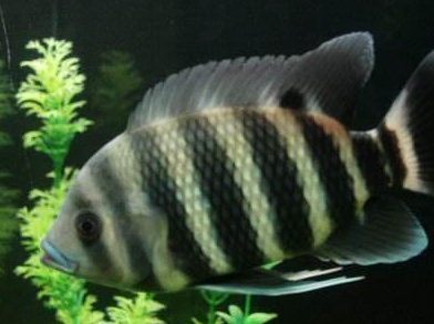 而红魔鬼与鹦鹉鱼和罗汉鱼是都有些渊源,它们的战斗