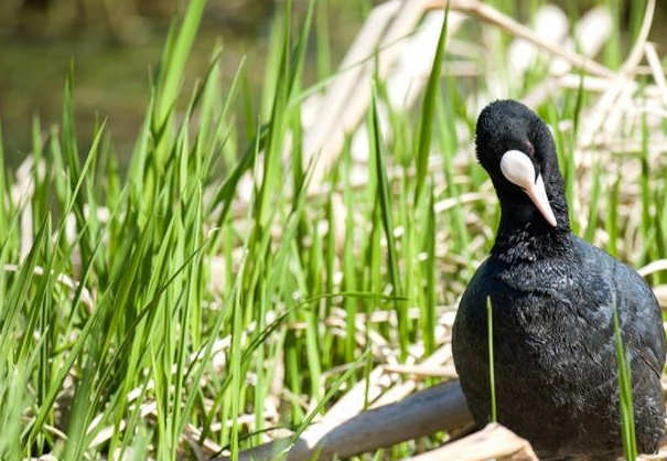 苍鹭別名:青庄,灰鹭,老等.分类:鹳形目,鹭科,鹭属.