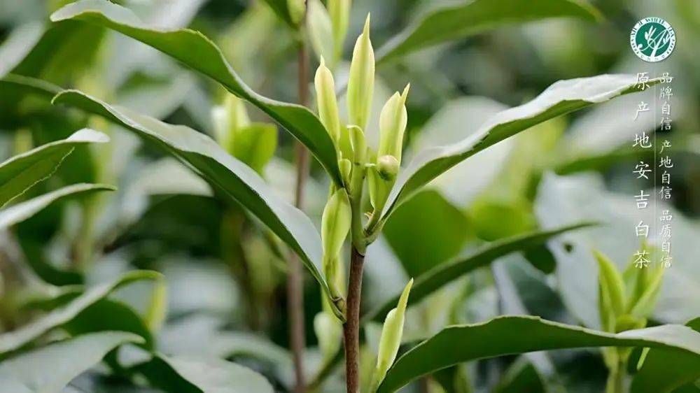 区域公用品牌在行动——安吉白茶_中国_茶树_茶叶