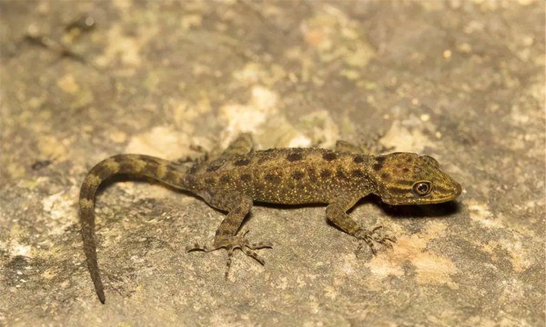 揭秘壁虎的来历与神秘力量,为何人们宁愿打蛇也不杀壁虎?