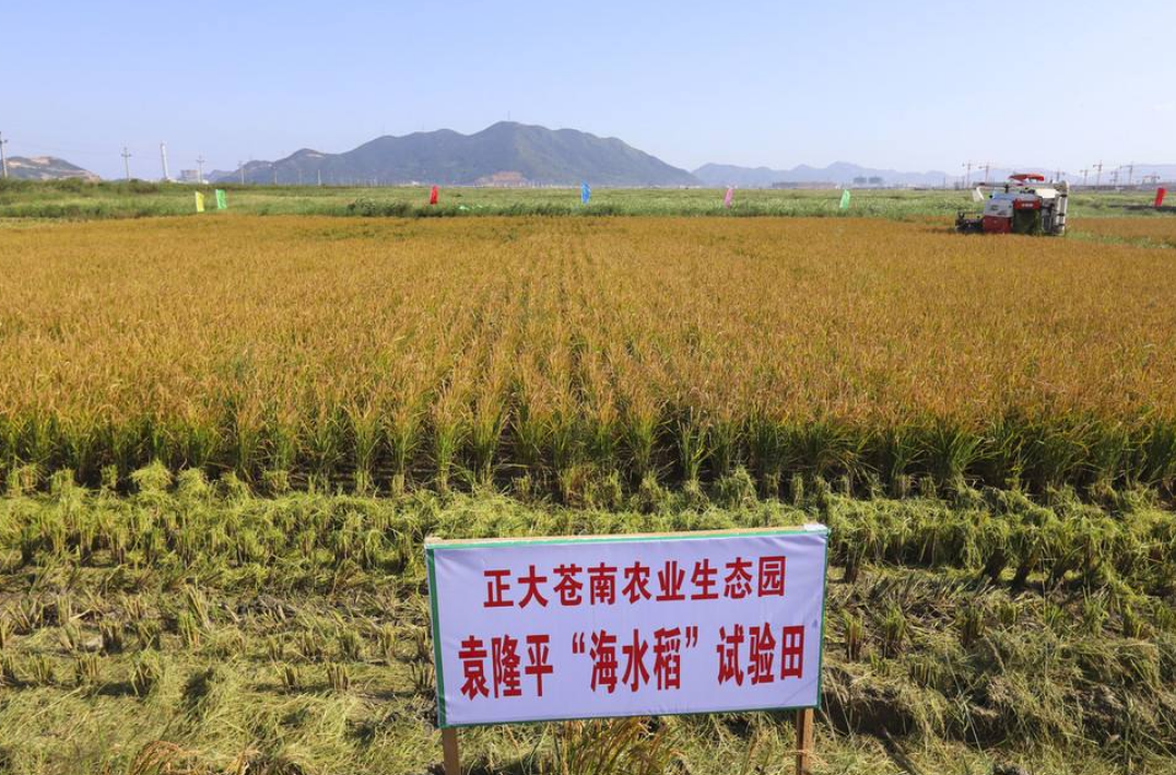 总之,种植海水稻,是我们应对土地资源紧张,确保国家粮食安全的重要