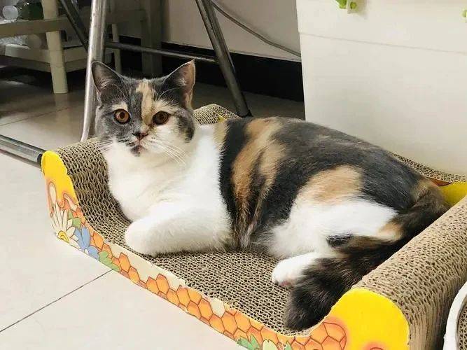 宠物_主人_家庭