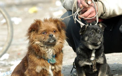 宠物买卖9大骗术,说说你不知道的那些事儿_狗狗_骗子_交易
