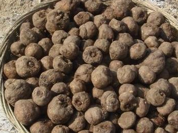 通肠促消化,一斤才五元,非常好吃_魔芋_食物_肚子