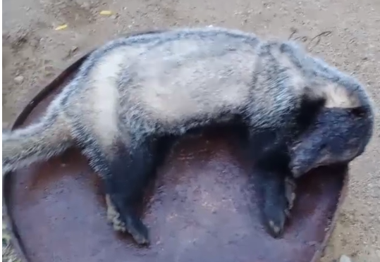 猎捕东北"平头哥"治病? 一男子被公安机关抓获_刘某_狗獾_朋友