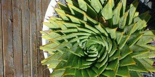 芦荟胖到爆炸,花朵开满了盆,就是用了这个方法!_开花_温度_土壤