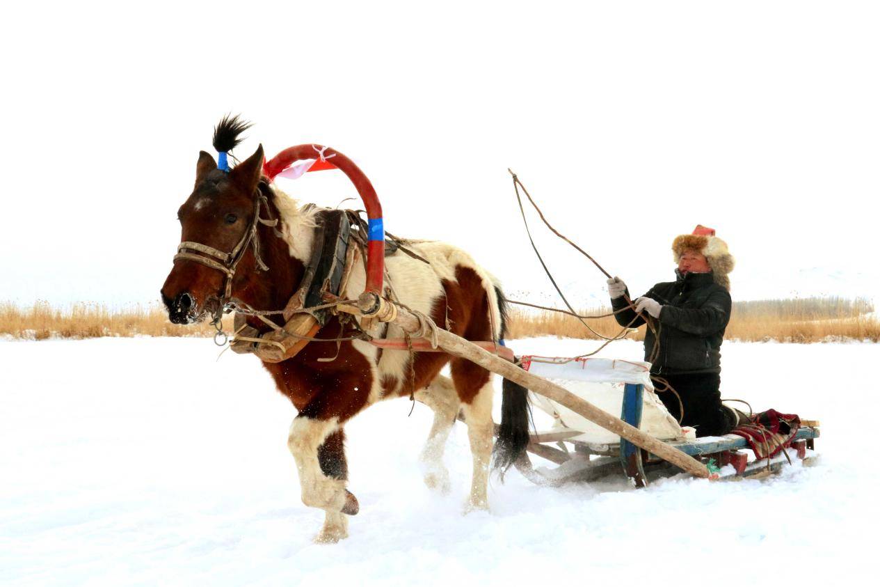 "冰雪之约·绽放可可托海"系列报道|"马拉爬犁"驰骋冰雪季_雪花_马拱_