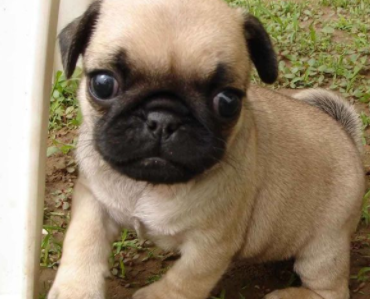 路边有人卖巴哥,小伙觉得200太贵没买,朋友的话让他悔青肠子!