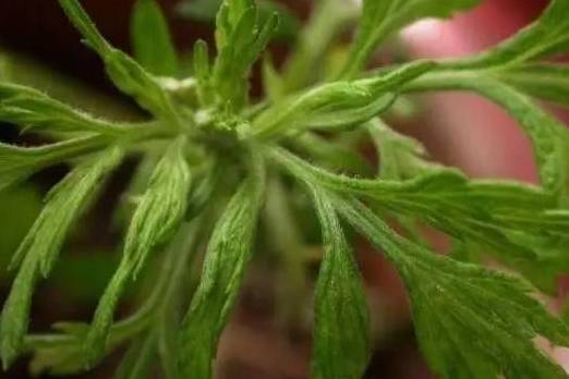 这就是今天要给大家介绍这个饼的原材料--艾叶,艾草又叫"艾蒿,灸草,医